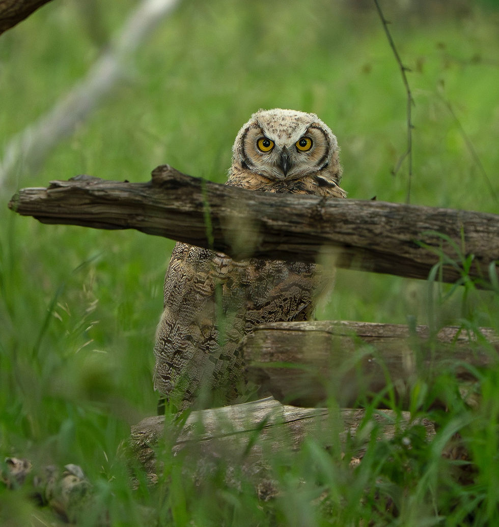 Great Horned Owlet behind a log