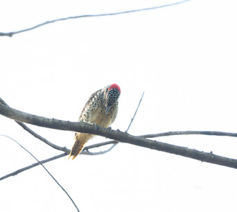Nubian Woodpecker