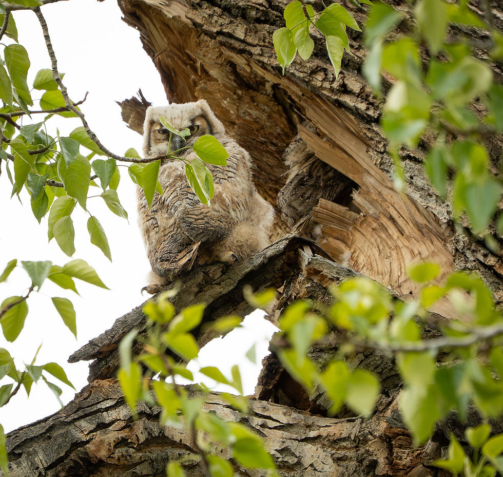 Great Horned Owls Part 2