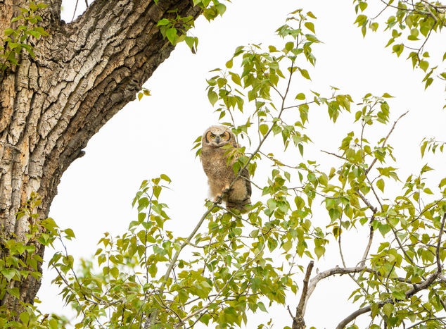 Great Horned Owlet balancing on a tree branch.