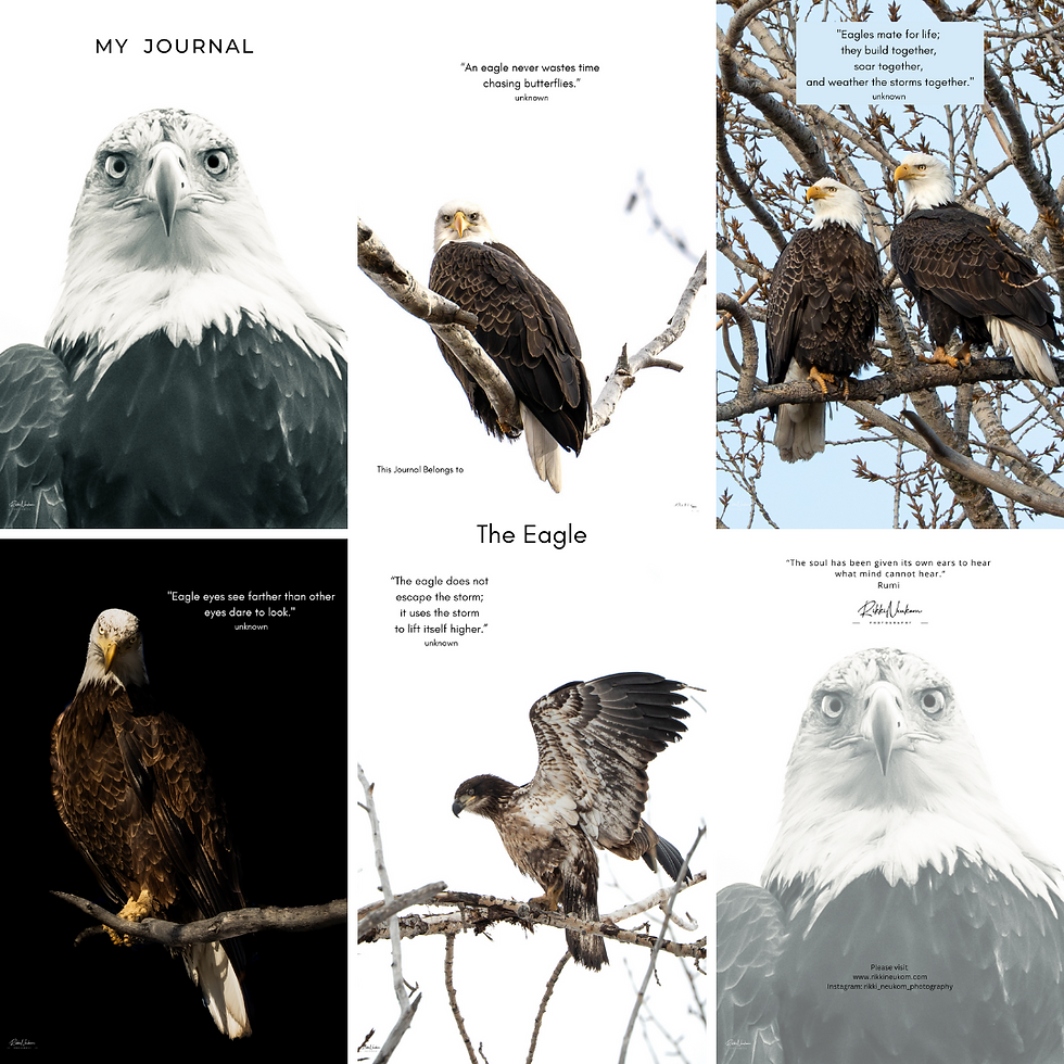 Bald Eagle journal featuring 4 pictures of bald eagles and inspiring quotes