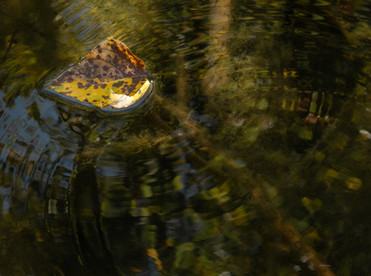 a leaf ontop of water