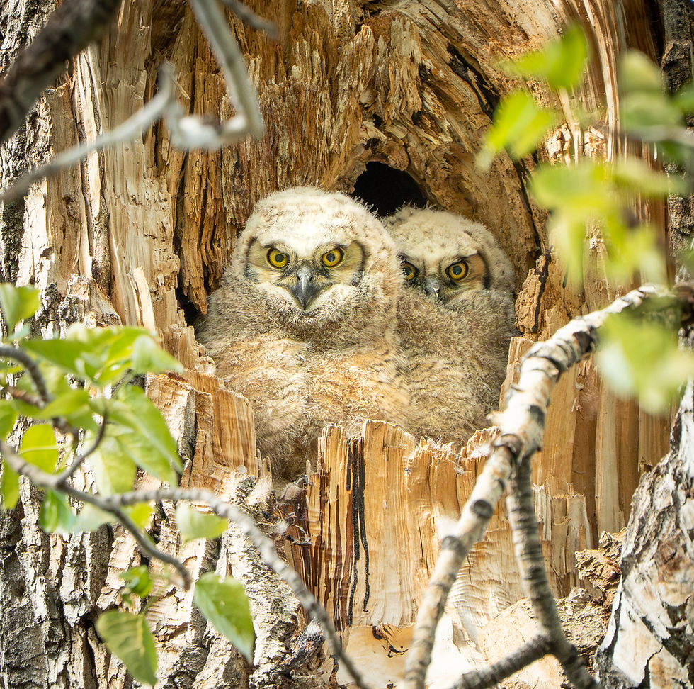 two baby great horned owlets
