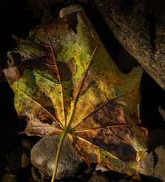 a multi coloured maple leaf