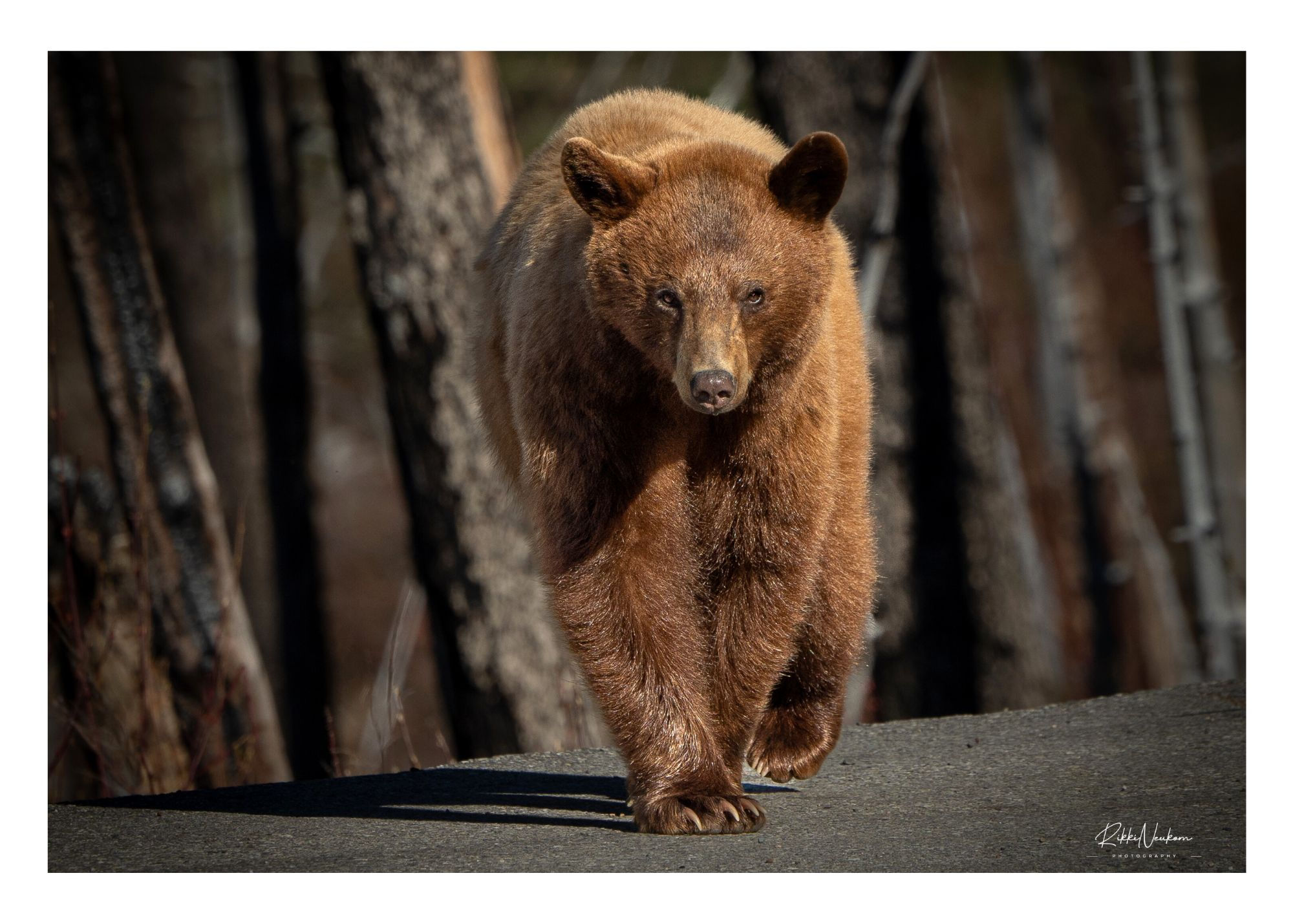 cinnamon black bear walking towards camera blank greeting card