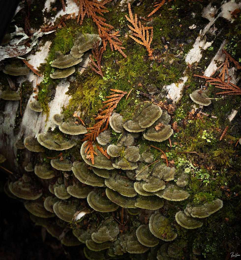 A birch tree with turkey tail mushrooms growing