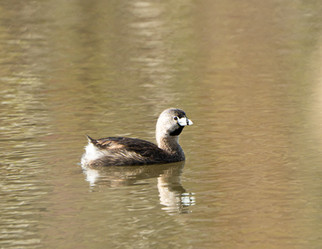 Pied Billed Grebe