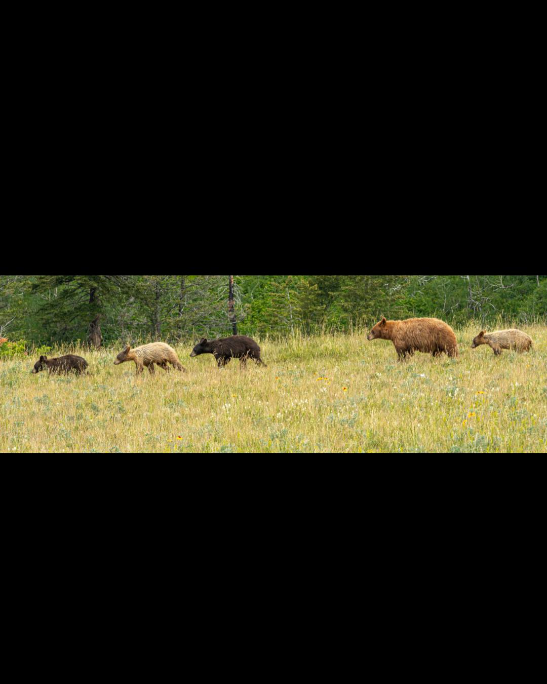 Mama black bear and her 4 cubs