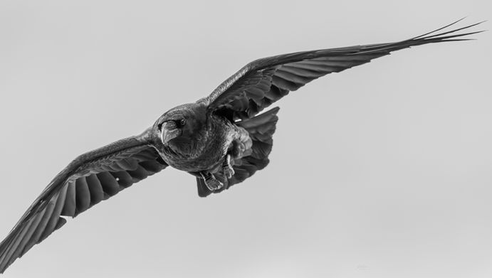 black and white picture of a raven