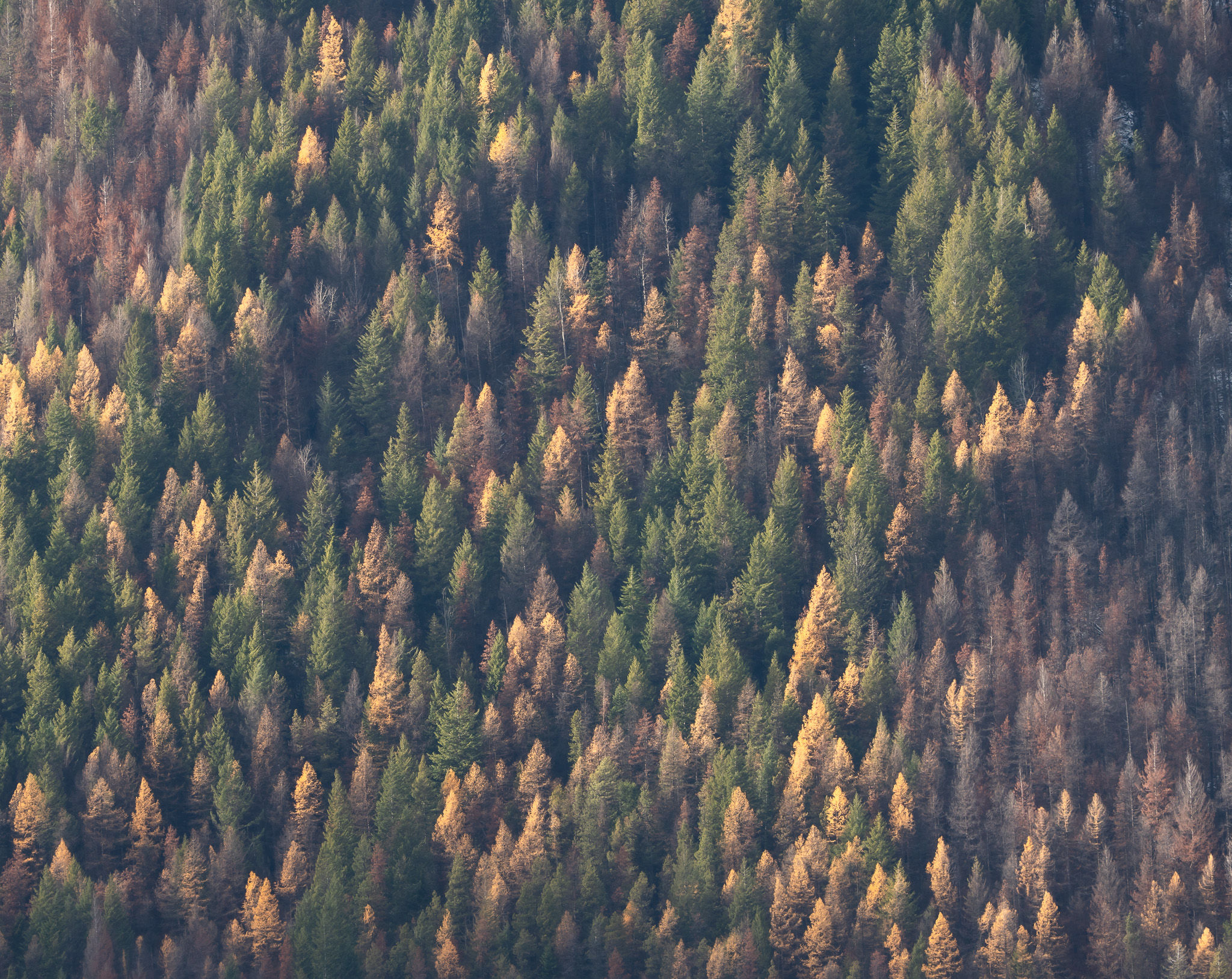 forest on the side of the mountain with green and fall colours print