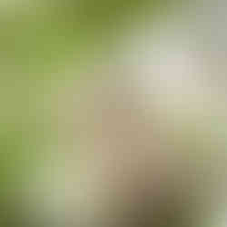 Baby Great Horned Owelet