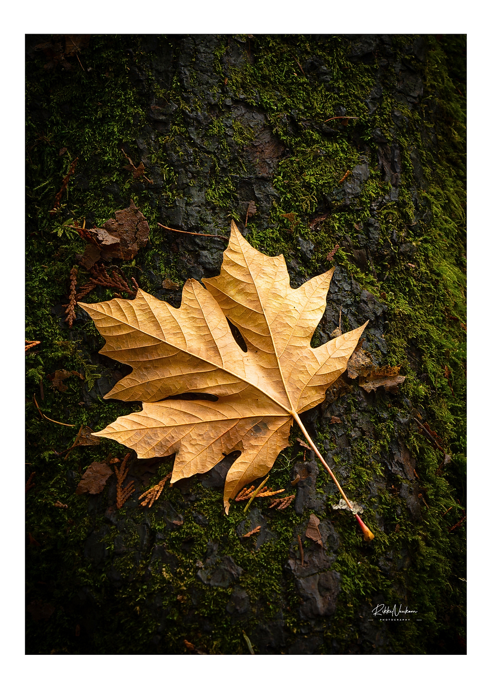 a fallen maple leaf on a tree with moss