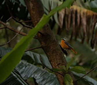White Browed Robin Chat