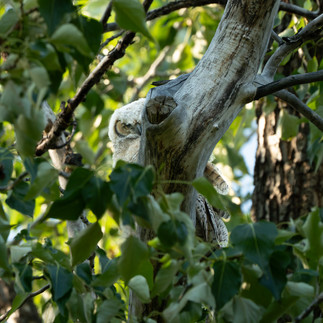 Great Horned Owlet peeking around the tree