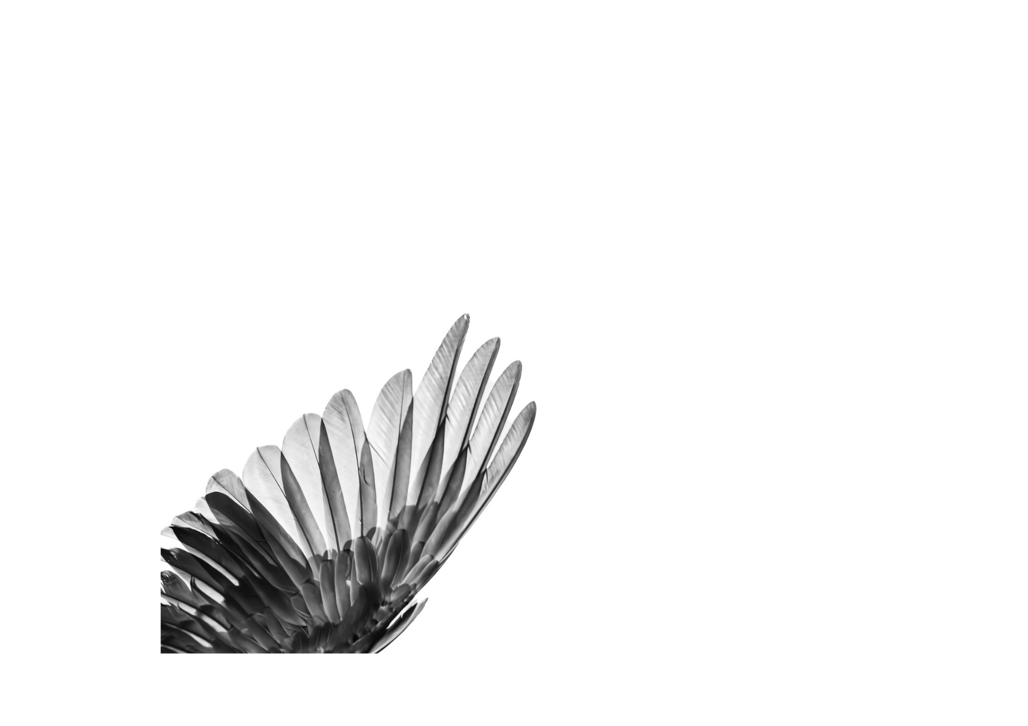 Happy Accident, A Scarlet Macaw Wing in Black and White