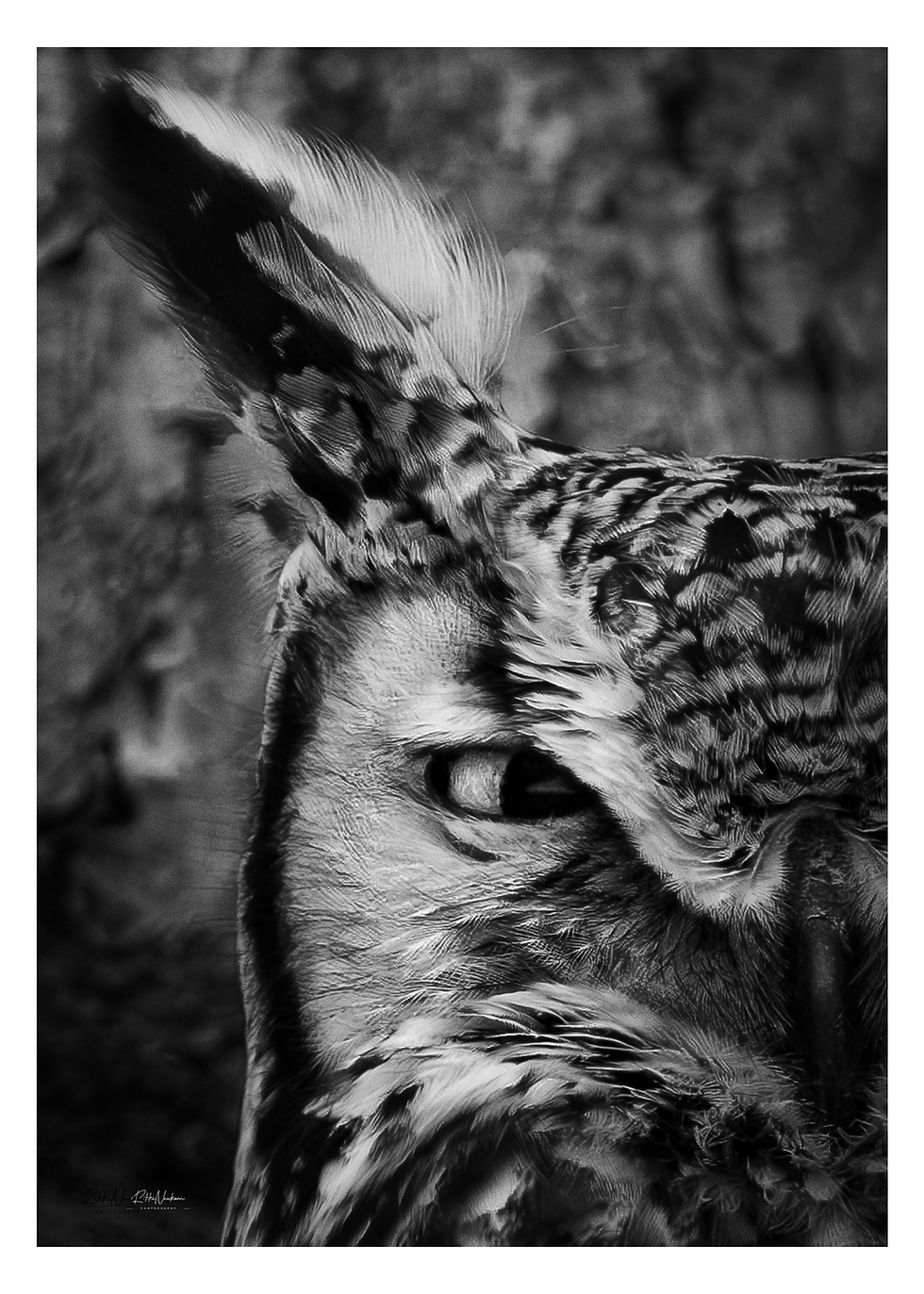 black and white picture of an extreme closeup of a Great Horned Owl
