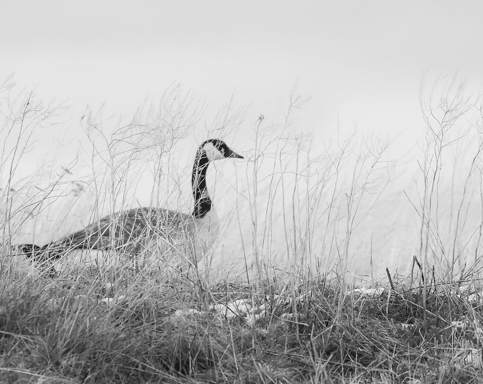 black and white image of a Canada goose out of focus behind some tall grass