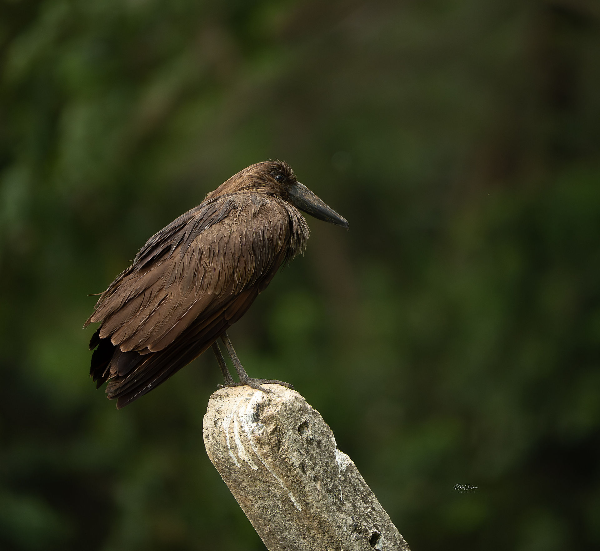 Hamerkop