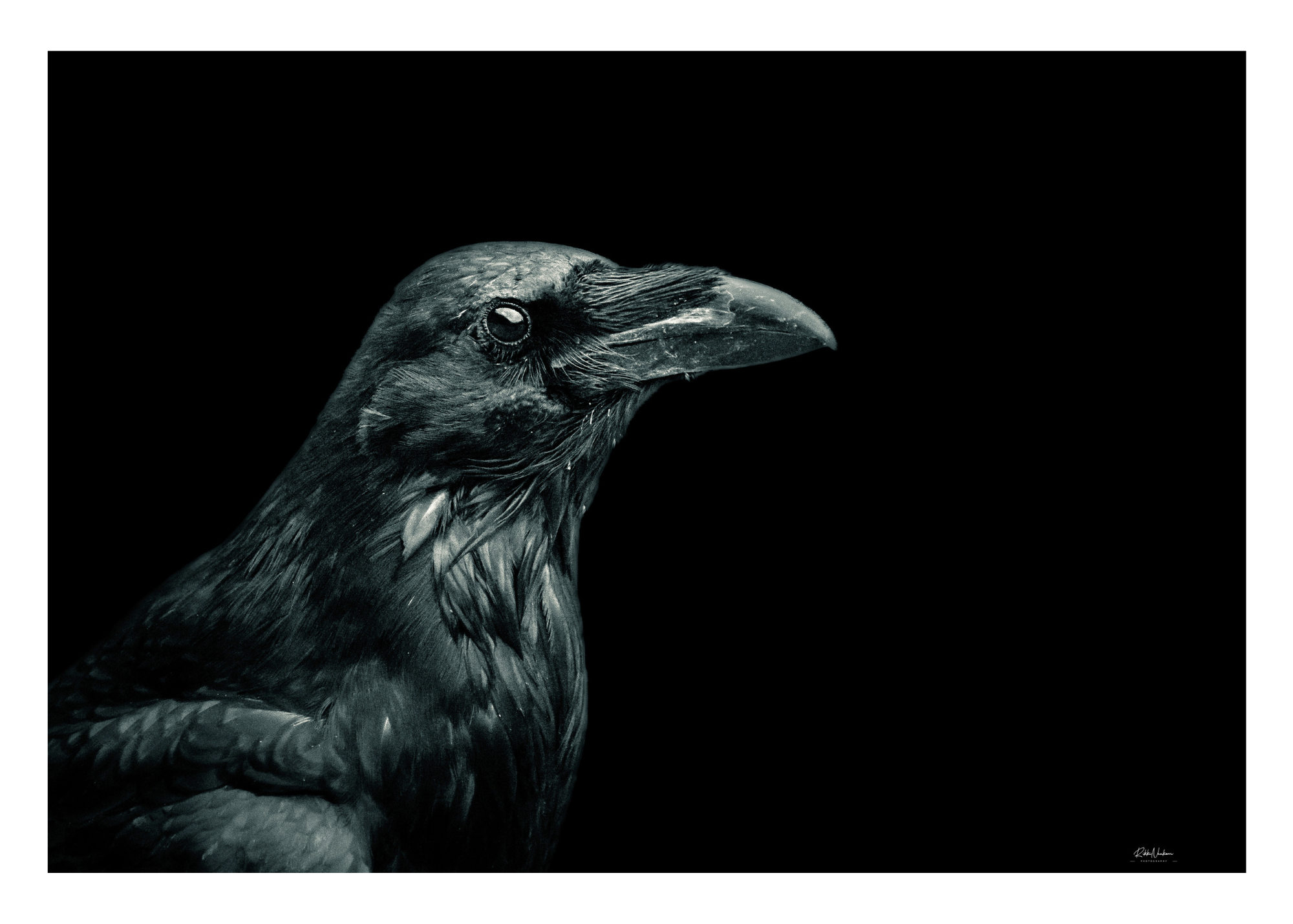 A Common Raven Moment Blank Greeting Card