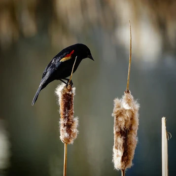 Red Winged Black Bird