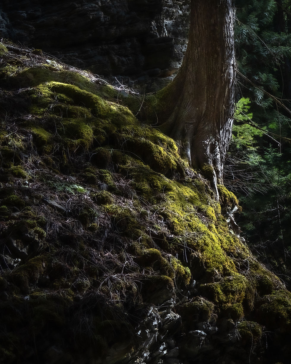 a tree stuck on the side of a rock, green moss