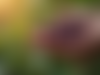 Explorando o açaÃ: como a colheita transforma vidas