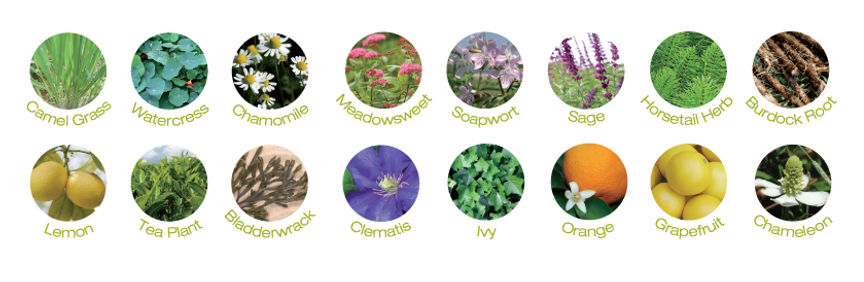 שישה עשר תמציות פרחים בבייבי פוט