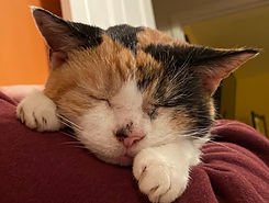 Photo from Golden Paws (7).jpg