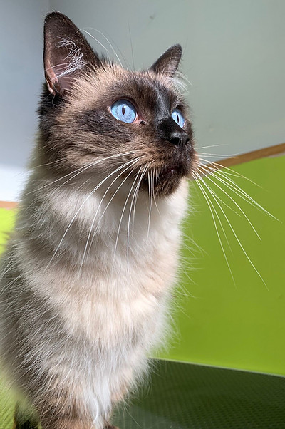 Photo from Golden Paws Grooming Ltd (7).jpg