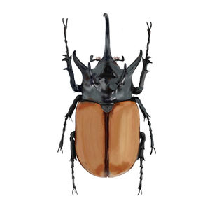 Eupatorus Gracilicornis - Besouro Rinoceronte