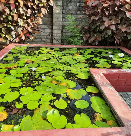Garden 1.webp