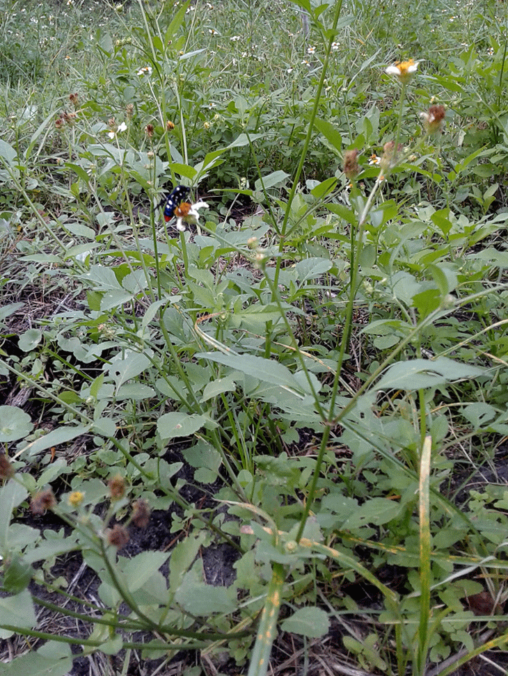 Gif of an exotic pollinator on a wildflower.
