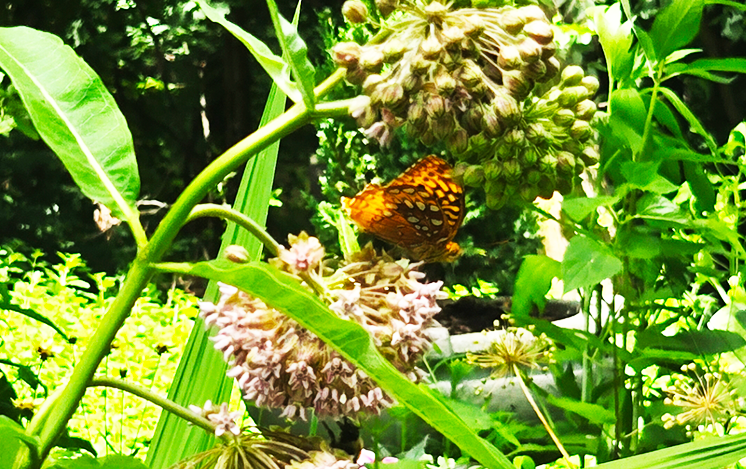 A visitor on milkweed in Cottage Garden 1 
