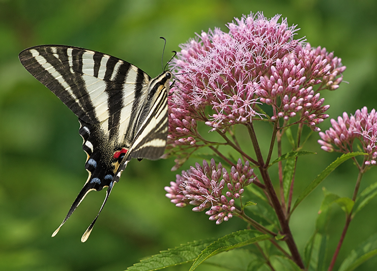 The Zebra Swallowtail is a frequent visitor to Spotted Joe Pye