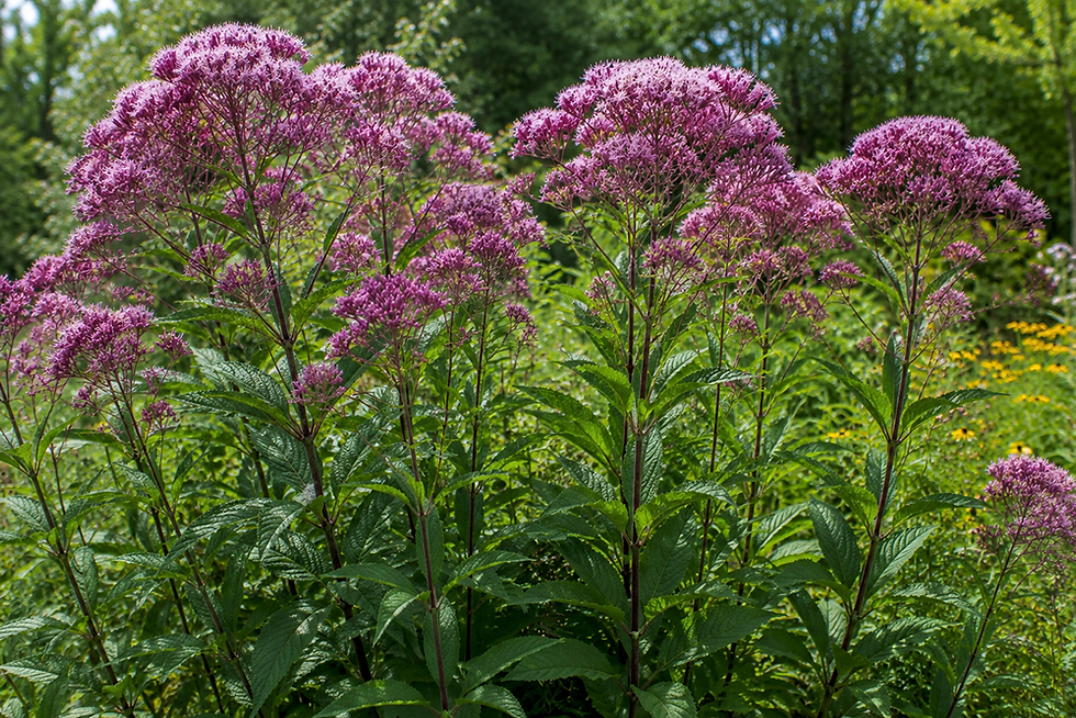 Long blooming Joe Pye Weed provides visual interest and habitat