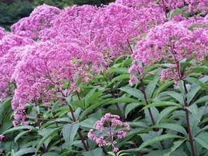 July's plant of the month - joe pye weed