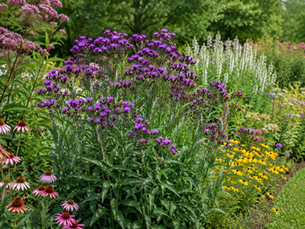 Embracing the good: why Unfairly Branded Weeds Are essential late-bloomers