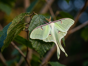 THE IMPORTANCE OF MOTHS IN OUR LANDSCAPES