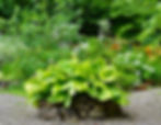 One lunch will happen in a world-class hosta and daylily garden—surrounding a home with a stream running under it.