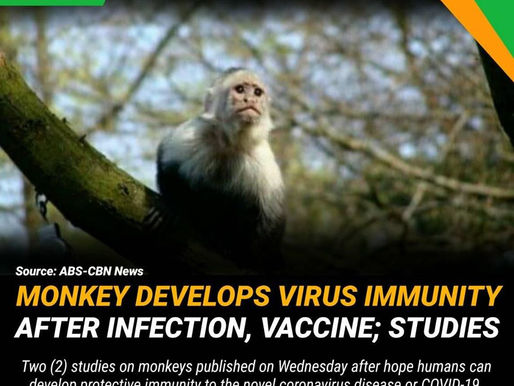 LCH NEWS: Monkey Develops Virus Immunity as Vaccine will undergo studies.