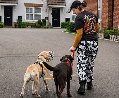 Loose Lead Walking
