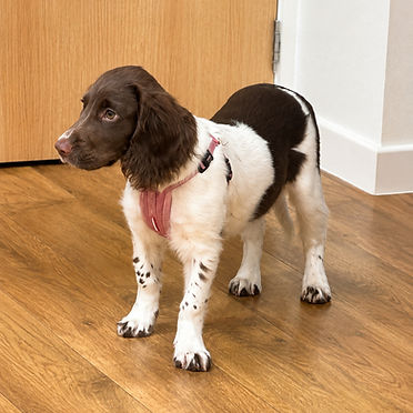 Springer Spaniel Puppy