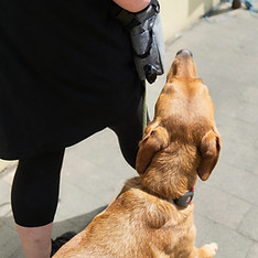 Loose Lead Labrador