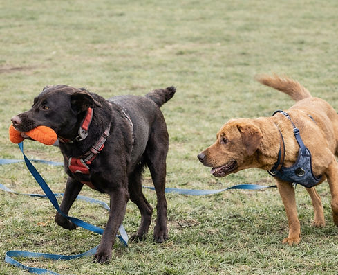 2 Labs playing