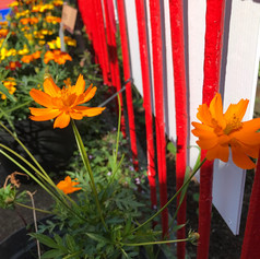 Cosmos sulphureus