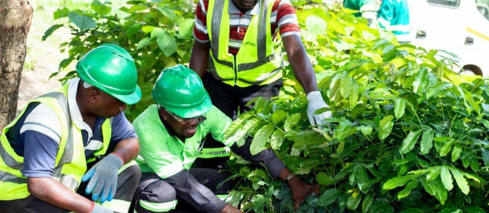 SEEDLINGS OF CHANGE: Tancoal's Community Focused Rehabilitation Project