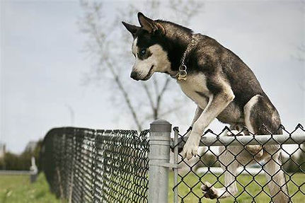 chien qui fugue