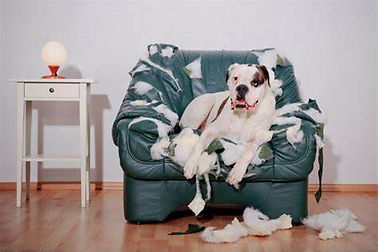 chien qui détruit