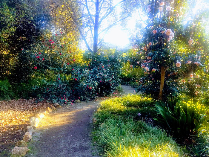 Huntington Library Pathway.jpeg