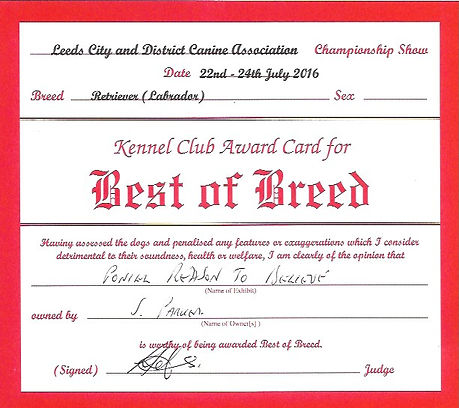 Best of Breed | Bruadarach | Labradors | Brodie